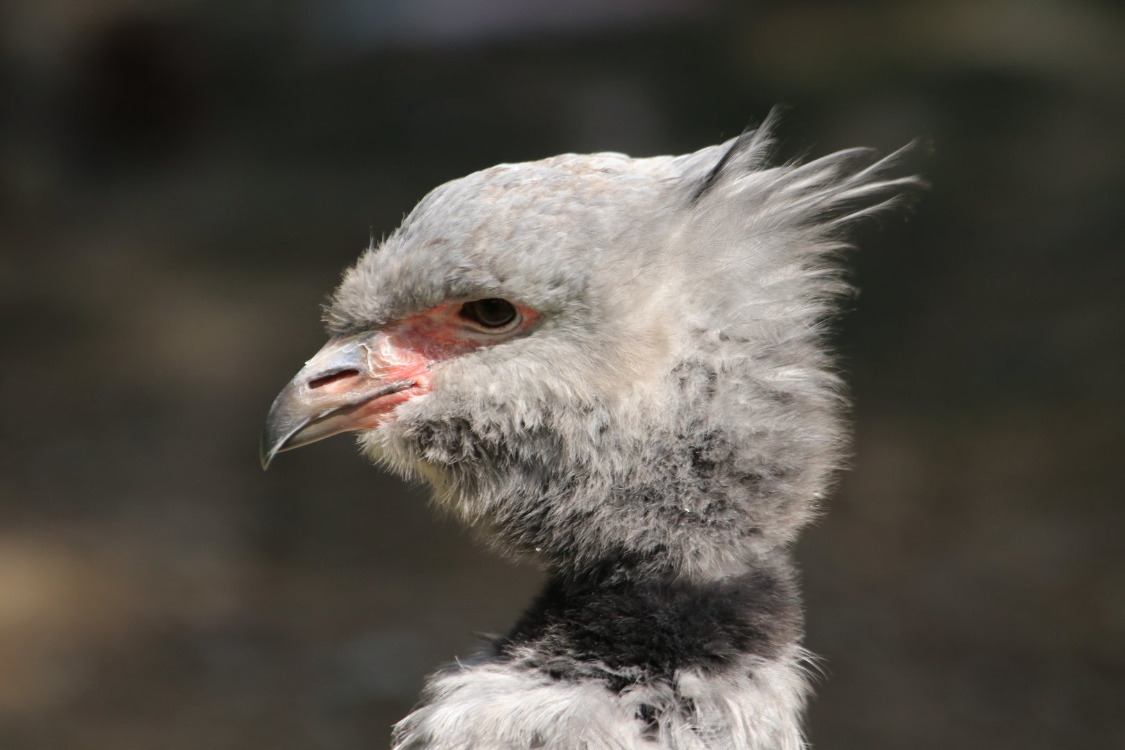 Southern screamer - May 2020