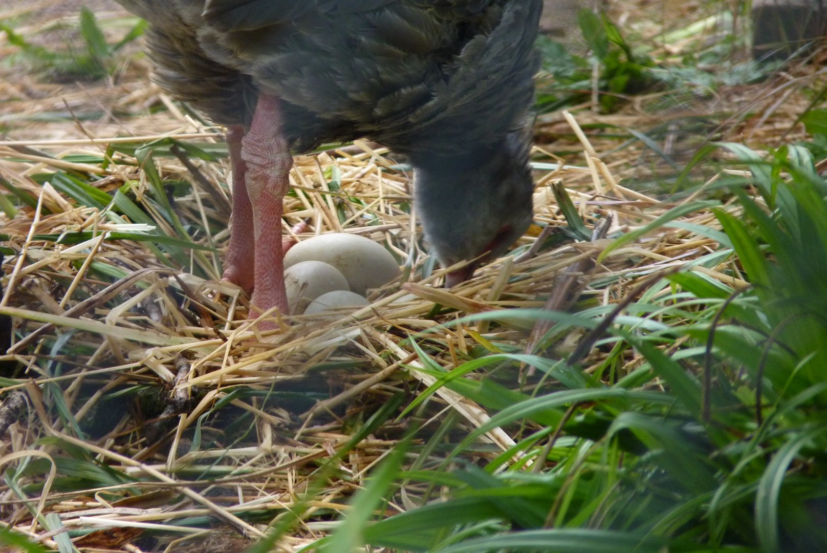 Southern Screamer nest, May 2017