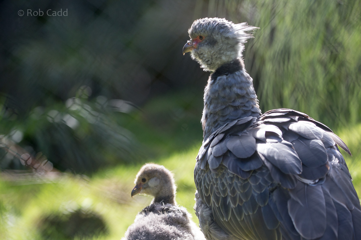 Southern screamer : Paignton : 17 Oct 2016