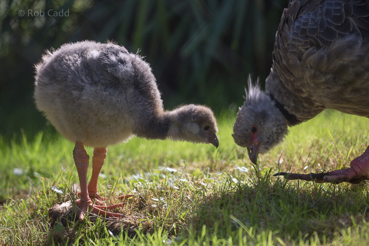 Southern screamer : Paignton : 17 Oct 2016