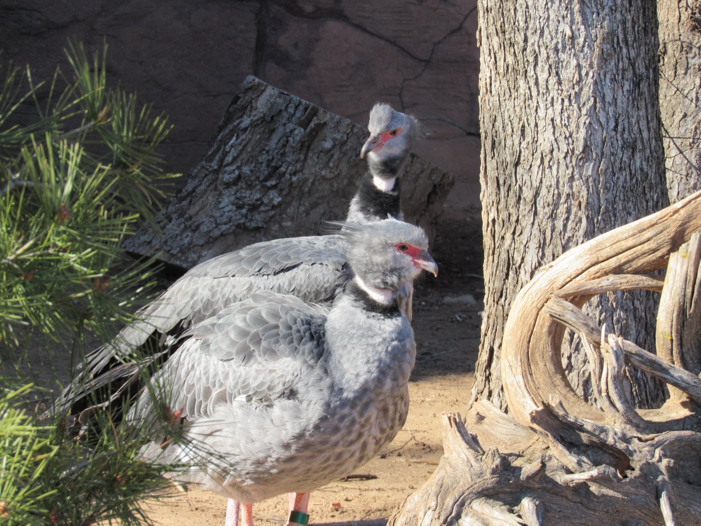 Southern Screamer pair