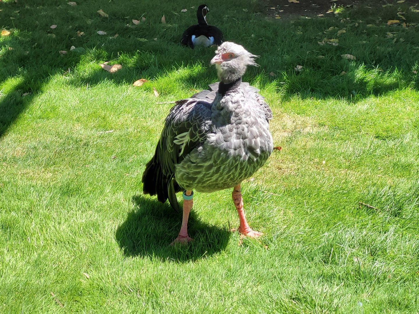 Southern screamer -Sendaviva (2024)