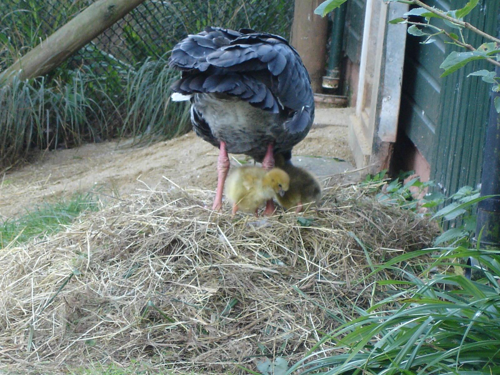 Southern Screamer with chicks