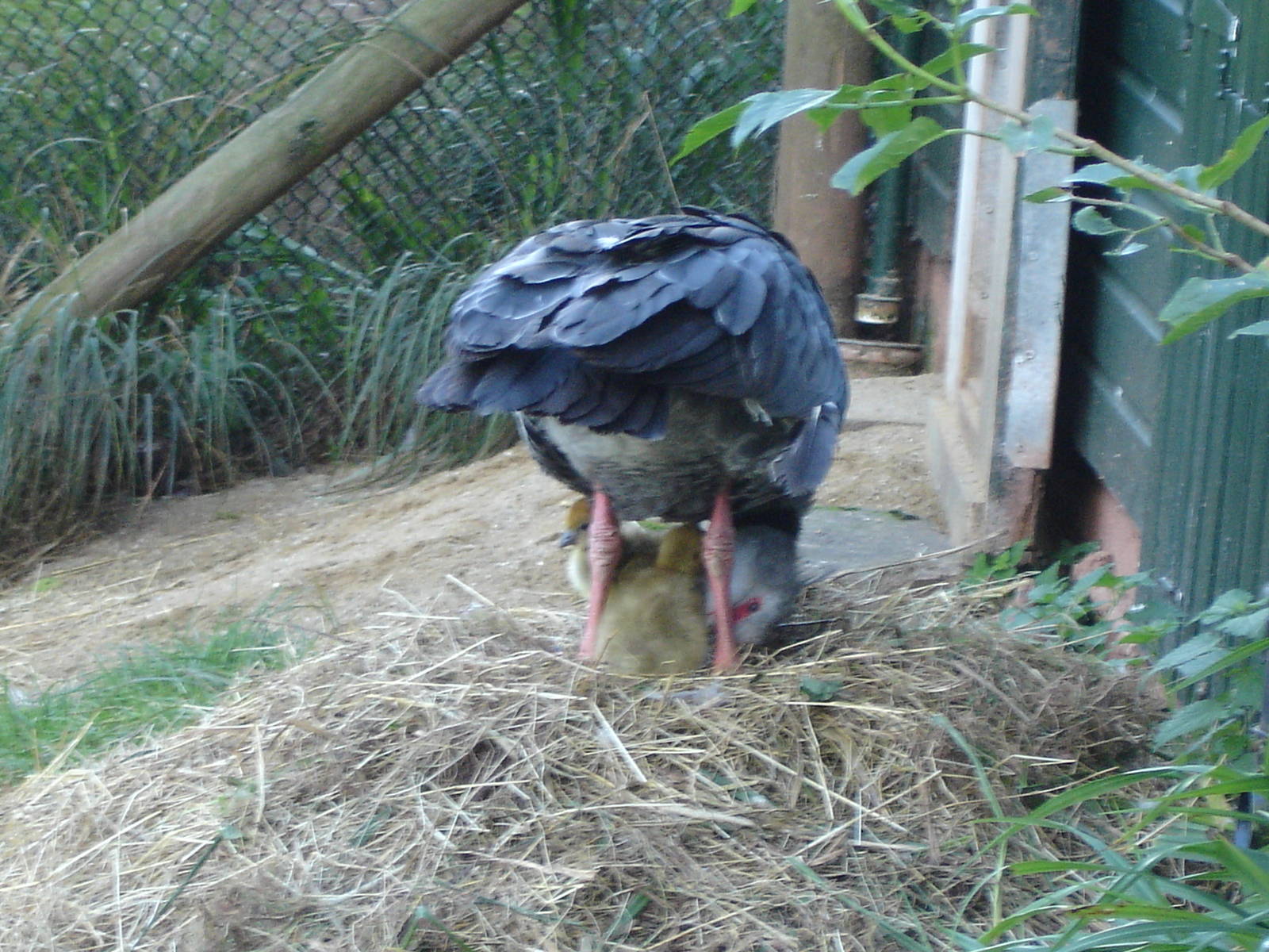 Southern Screamer with chicks