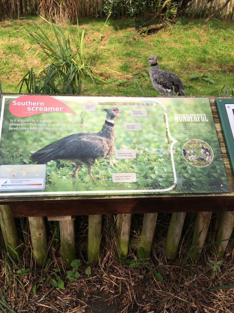 Southern Screamer with Signage