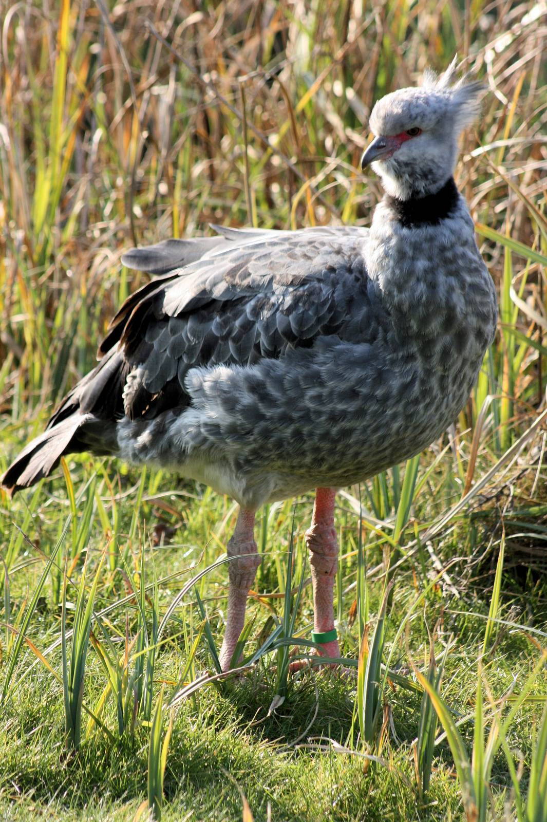 Southern screamer; WWT Barnes; 13th March 2016