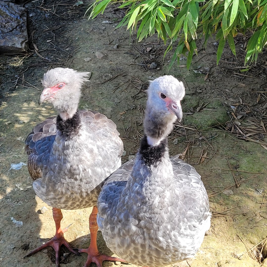 Southern screamer -Zoo de Labenne (2023)