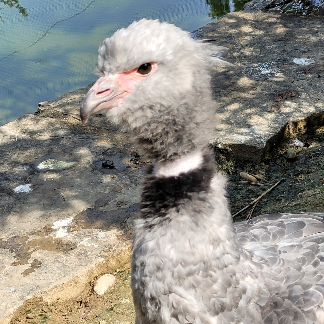 Southern screamer -Zoo de Labenne (2023)