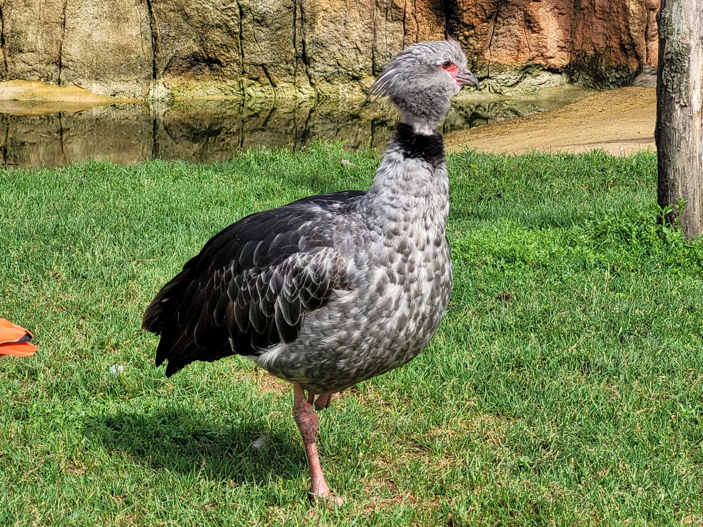 Southern screamer -Zoo du bassin d'Arcachon (2024)
