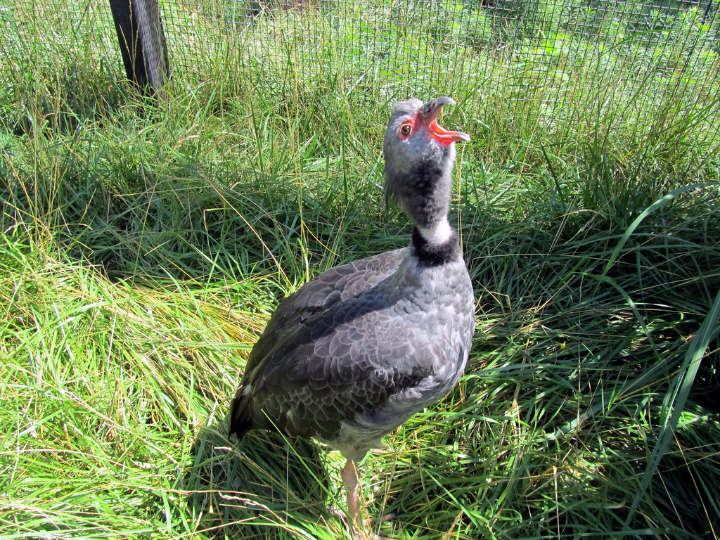 Southern Screamer