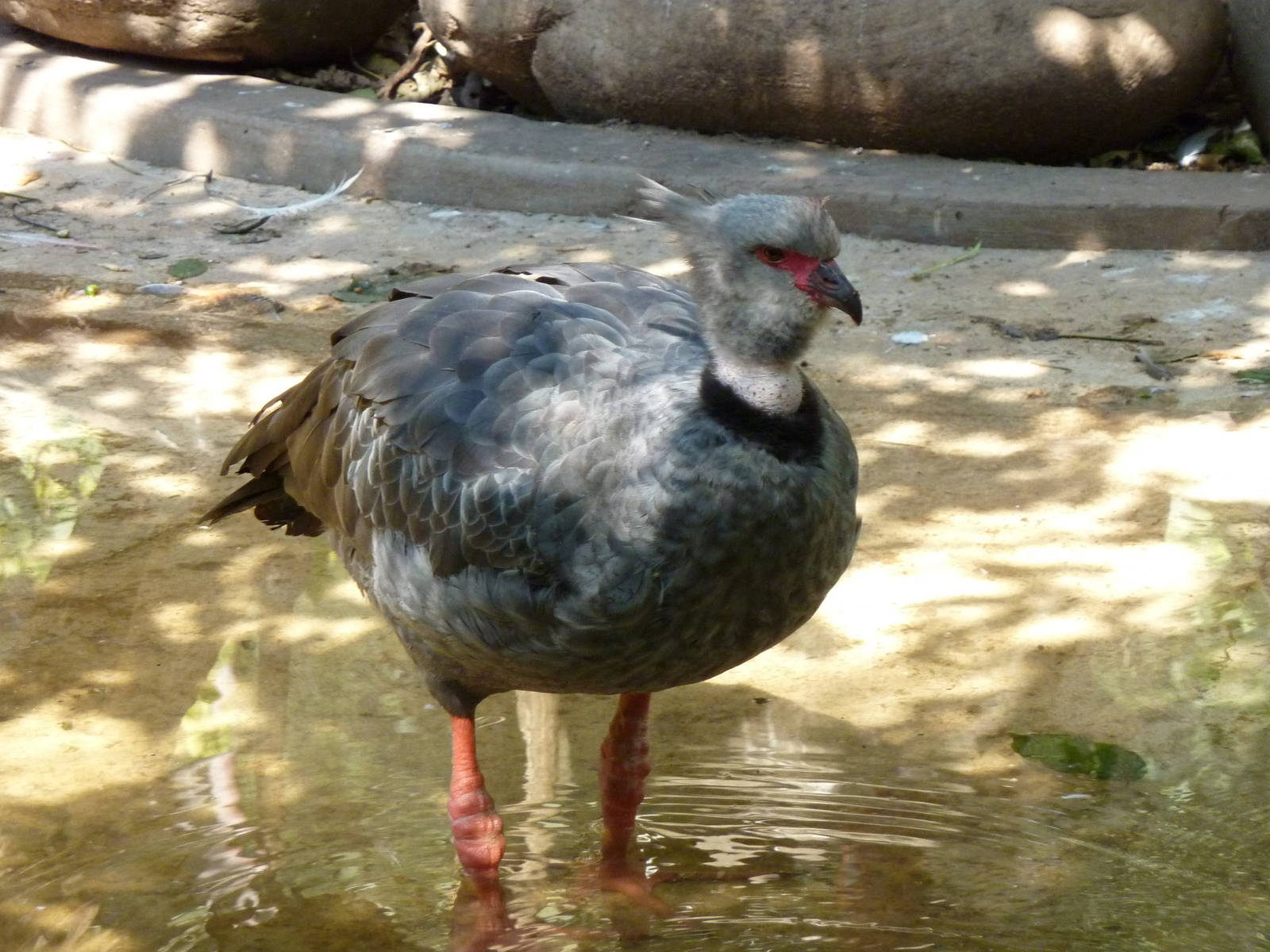 Southern screamer