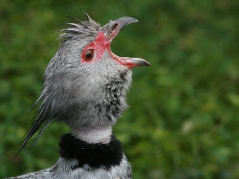 Southern Screamer