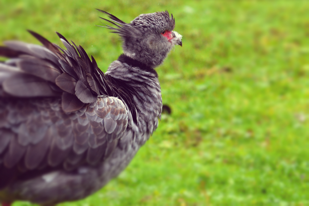 Southern Screamer