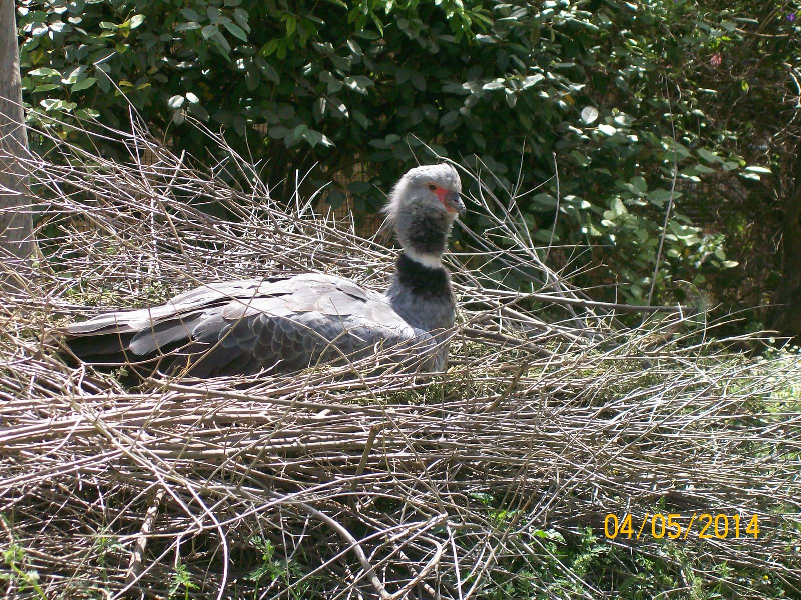 Southern screamer
