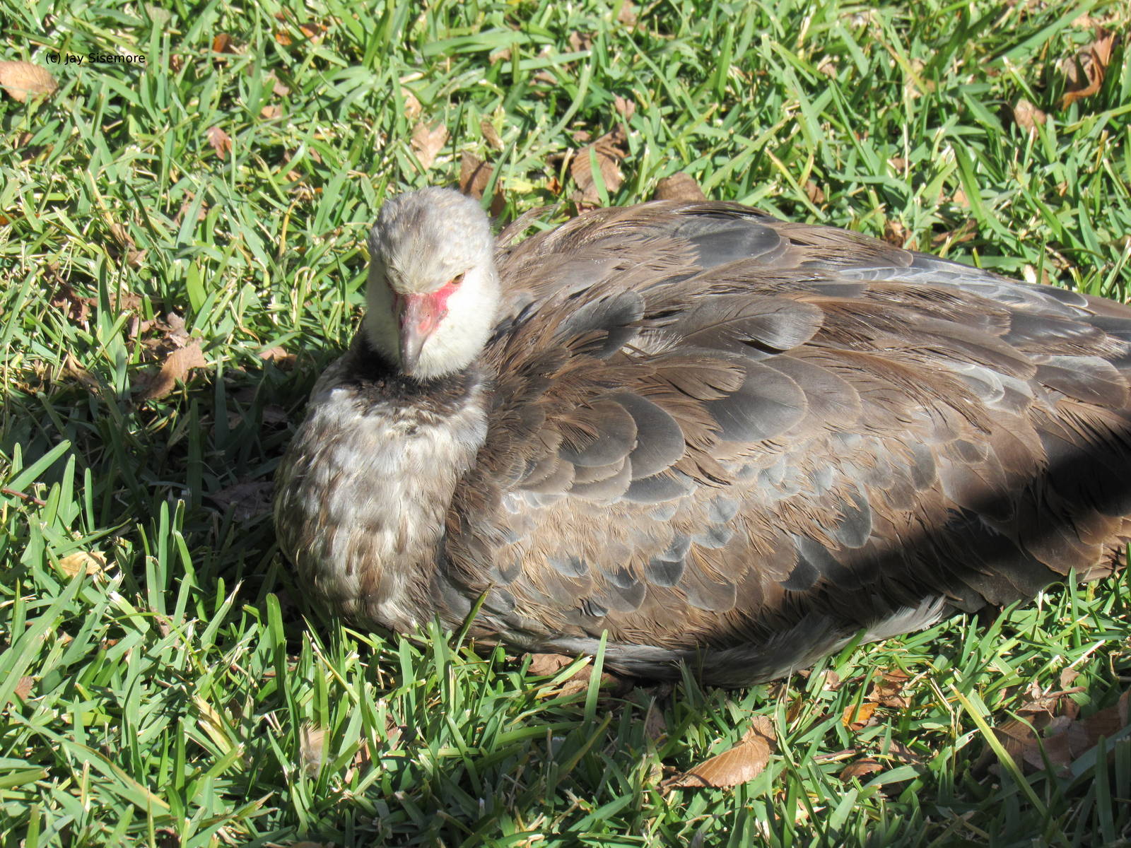 Southern Screamer
