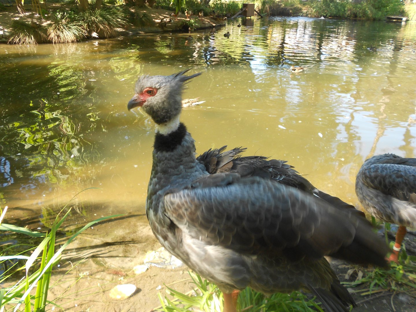 Southern screamer