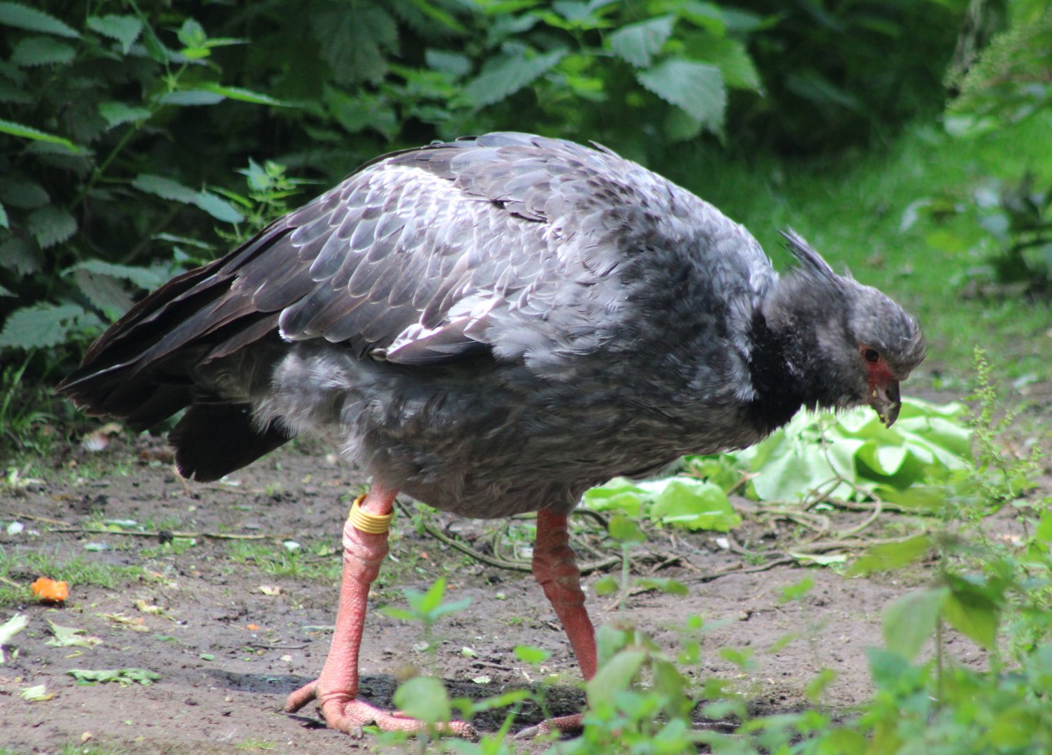 Southern screamer