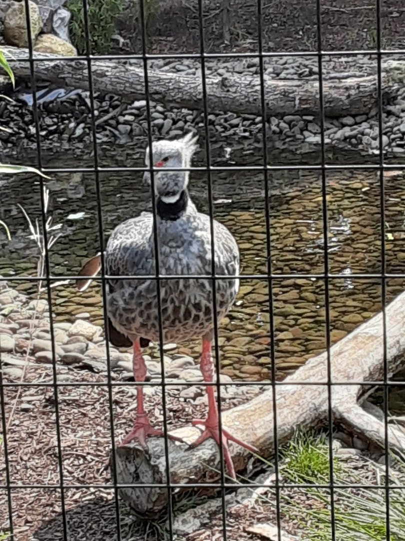 Southern Screamer