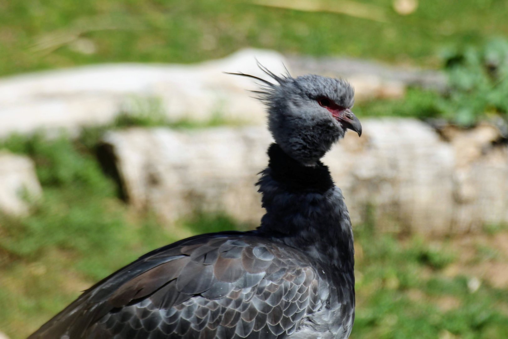 Southern Screamer