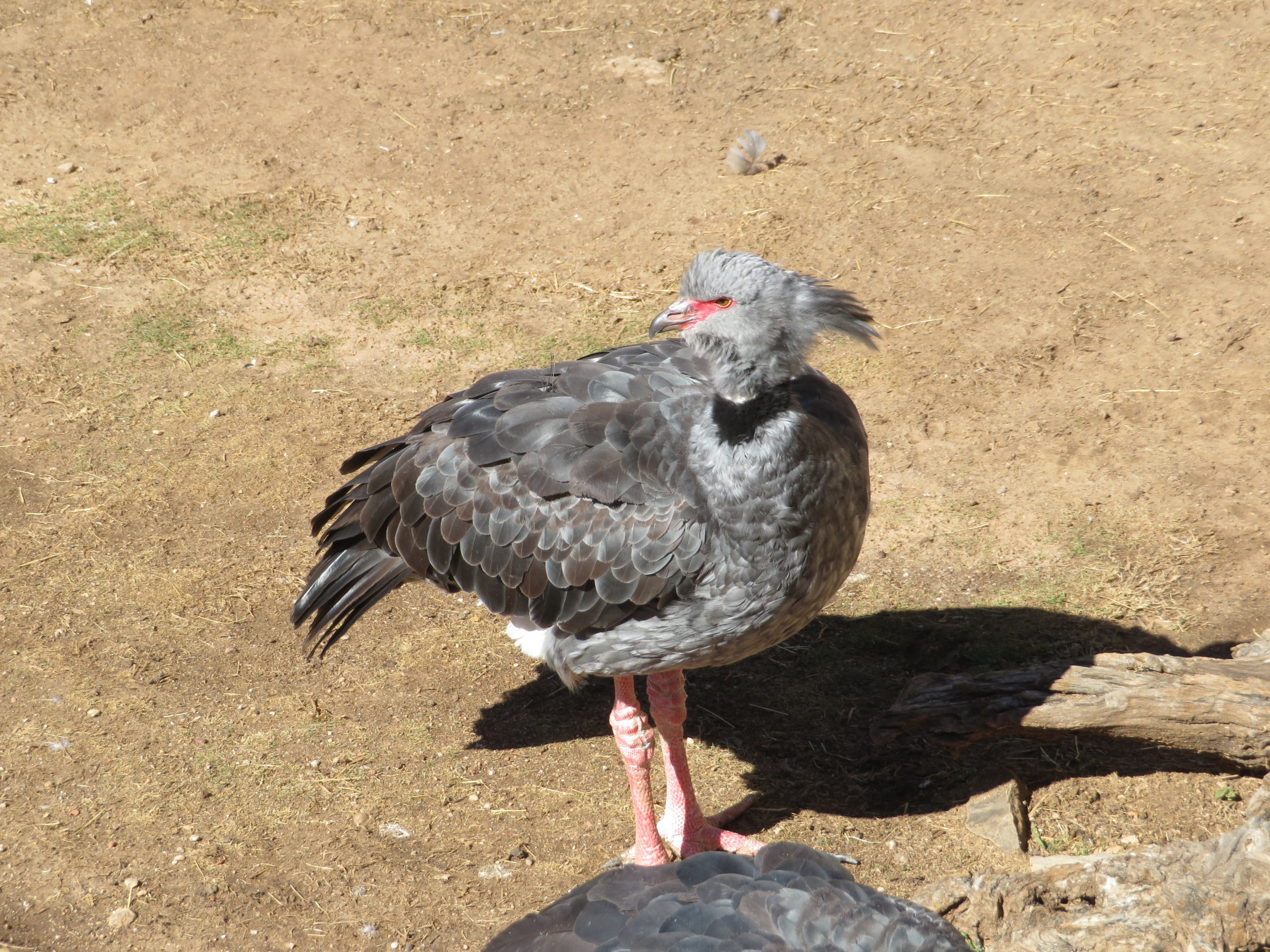 Southern Screamer