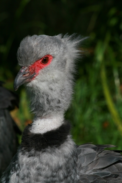 Southern Screamer