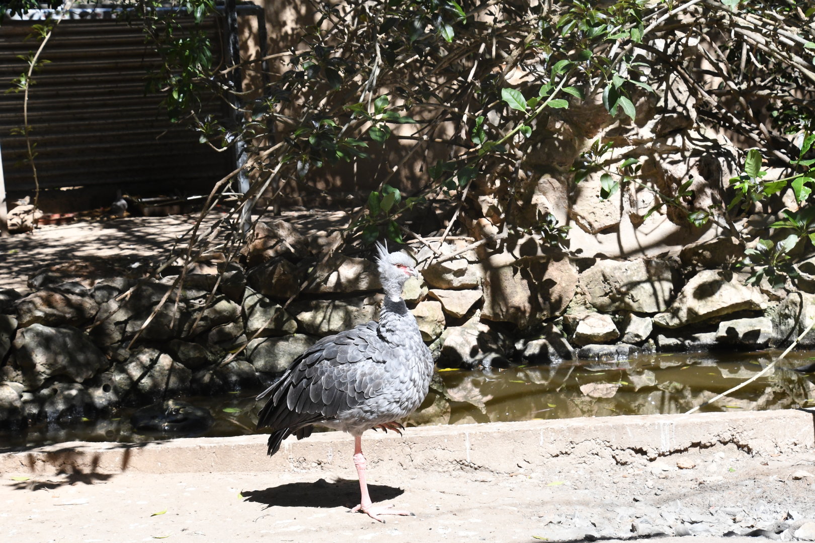 Southern Screamer