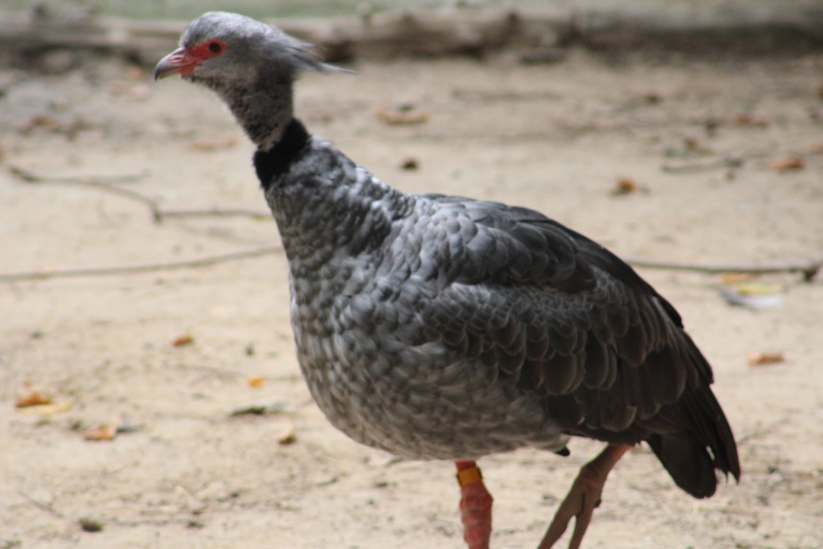 Southern Screamer