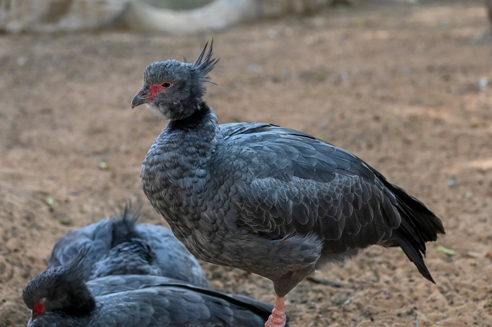 Southern Screamer