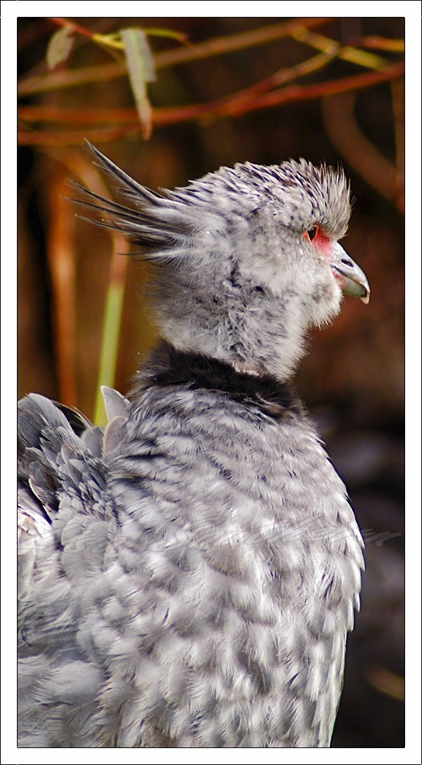 Southern Screamer