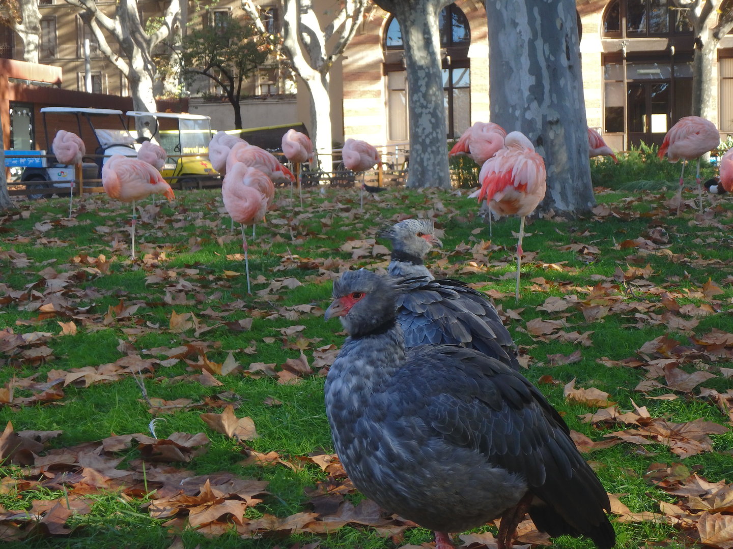 Southern screamers and Chilean flamingos