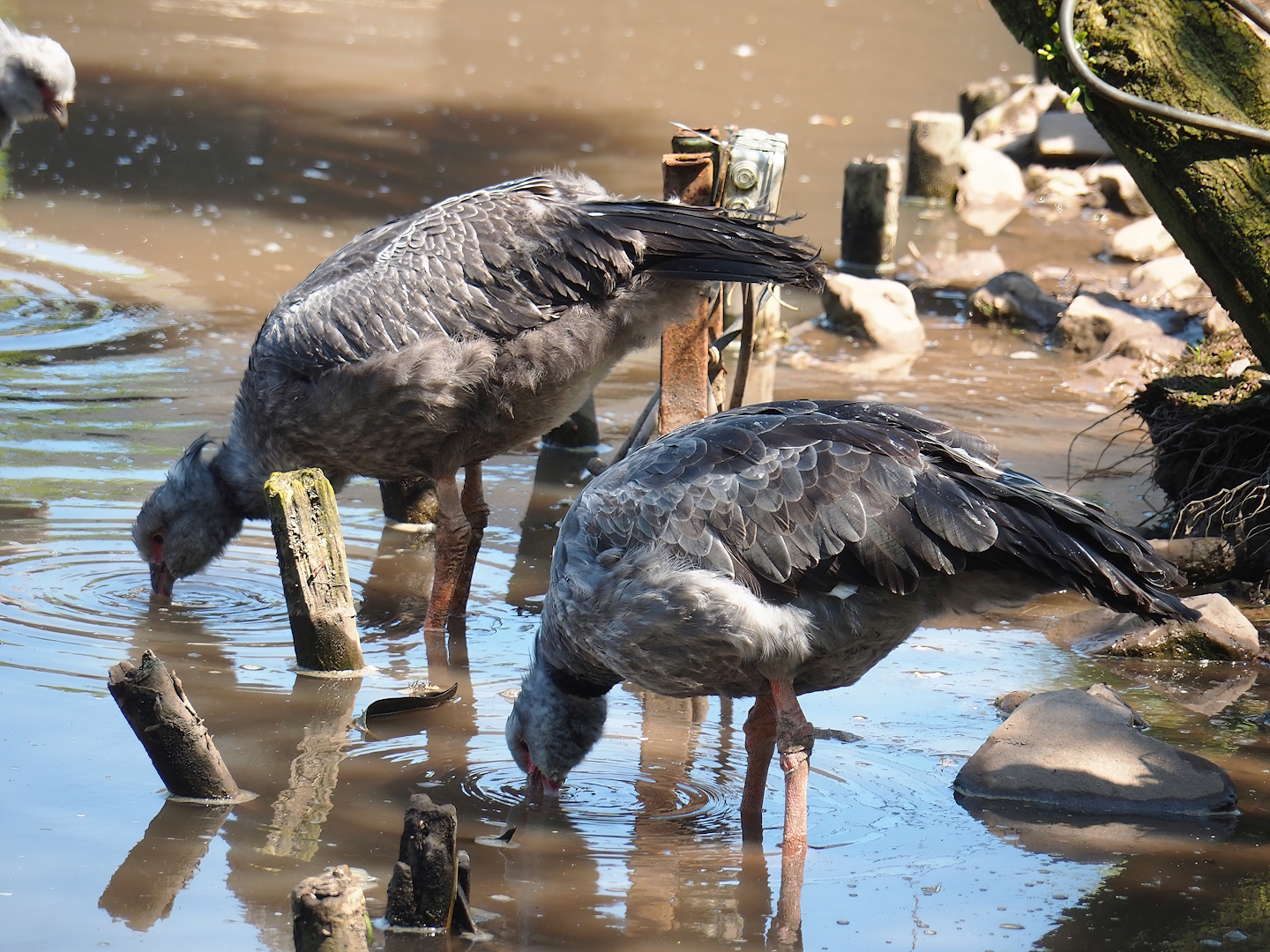 Southern screamers (Chauna torquata), 2023-05-19