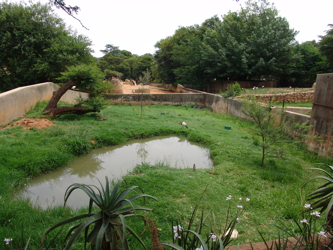 Southern Screamer's (Chauna torquata) enclosure
