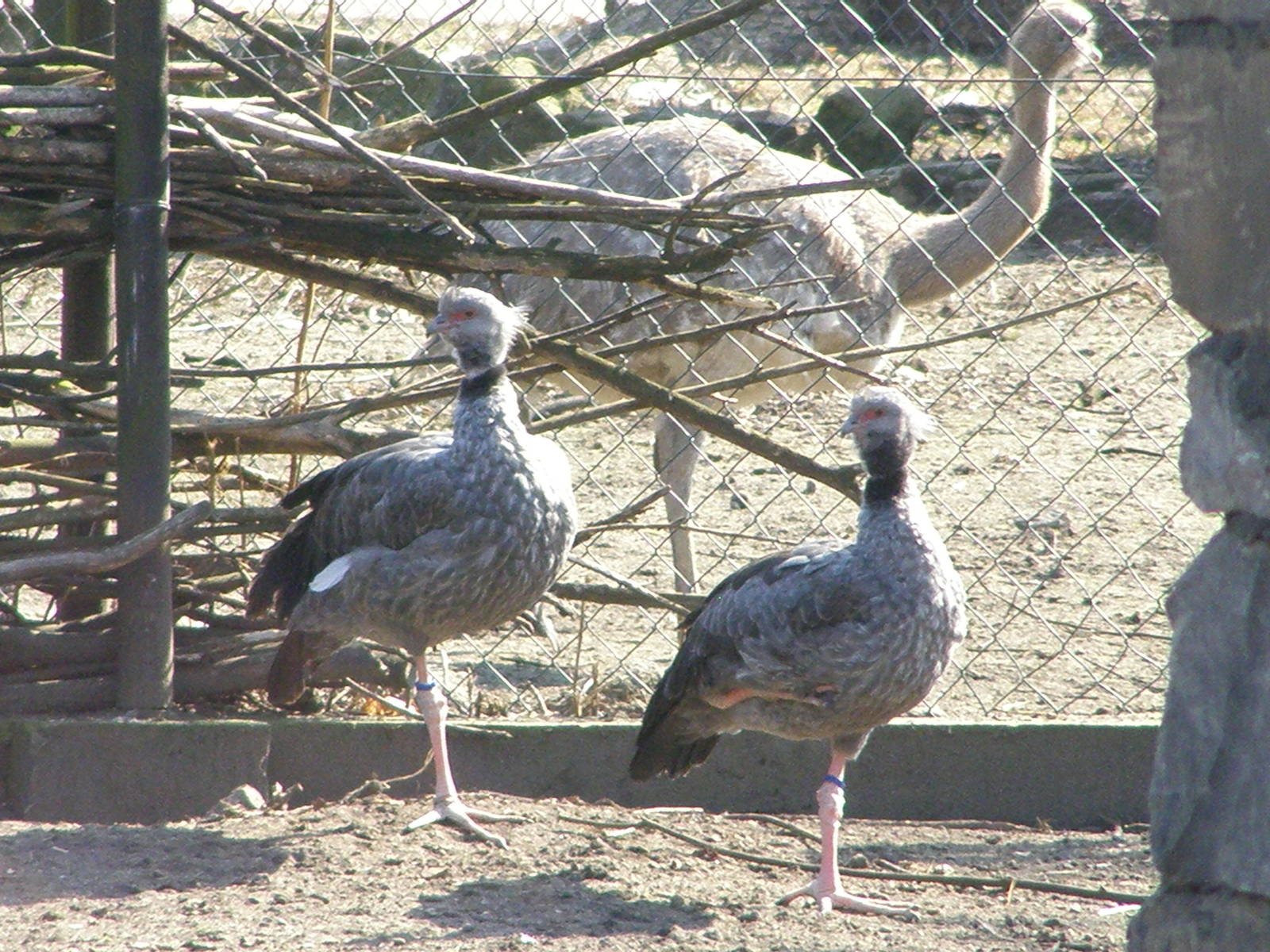 southern screamers (Chauna torquata), in background Darwin's rhea (Rhea pen