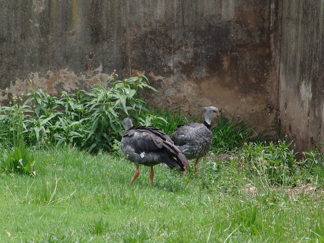 Southern Screamers (Chauna torquata)