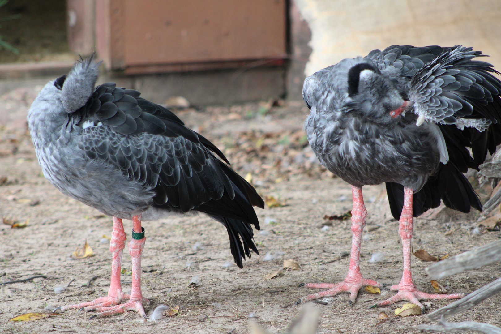 Southern Screamers (Chauna torquata)