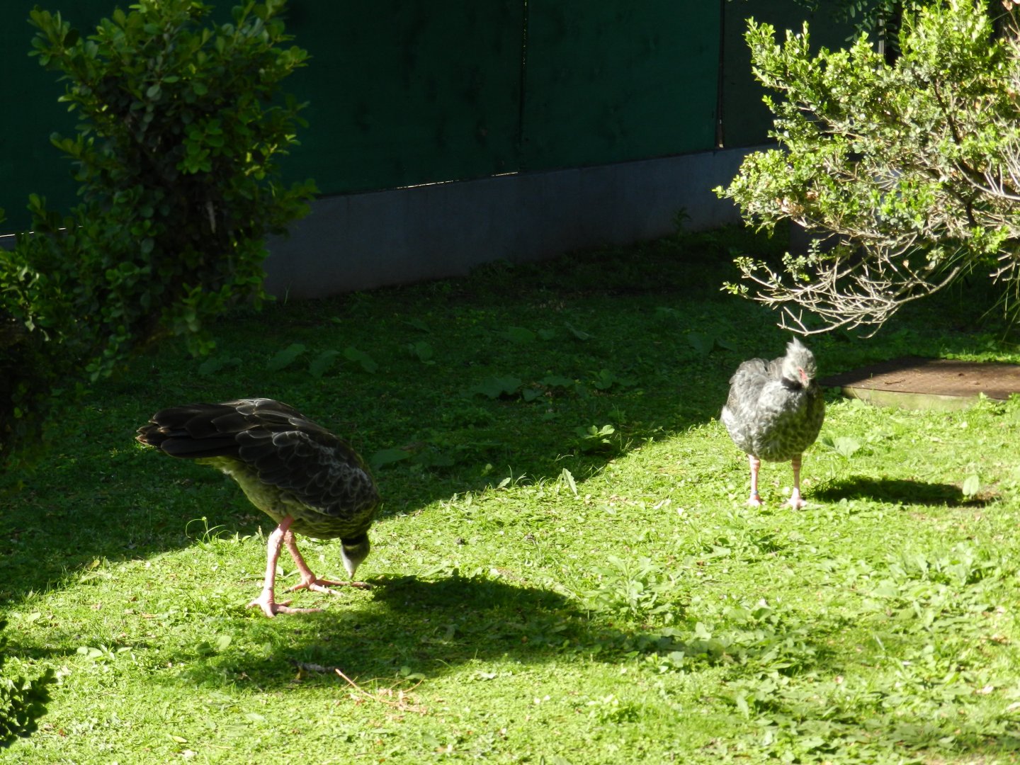 Southern screamers - Ecoparque BA