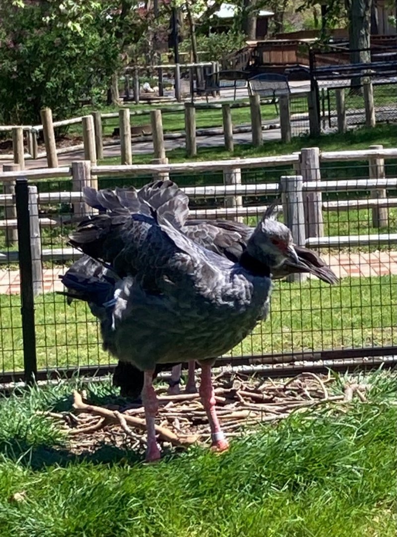 Southern Screamers seemingly building nest (4/19/24)