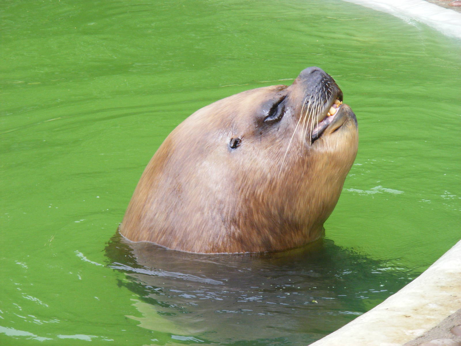 Southern sea lion at Twycross Zoo, 29 August 2010