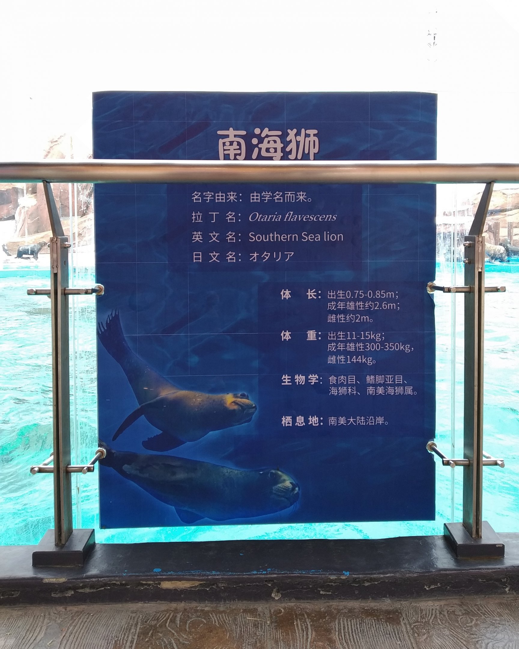 Southern Sea Lion Signage