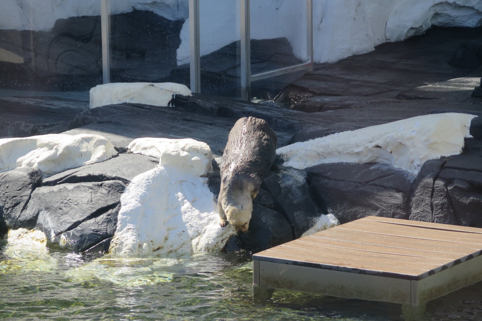 Southern Sea Otter(8/26/24)