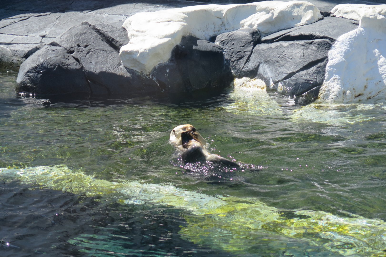 Southern Sea Otter(8/26/24)