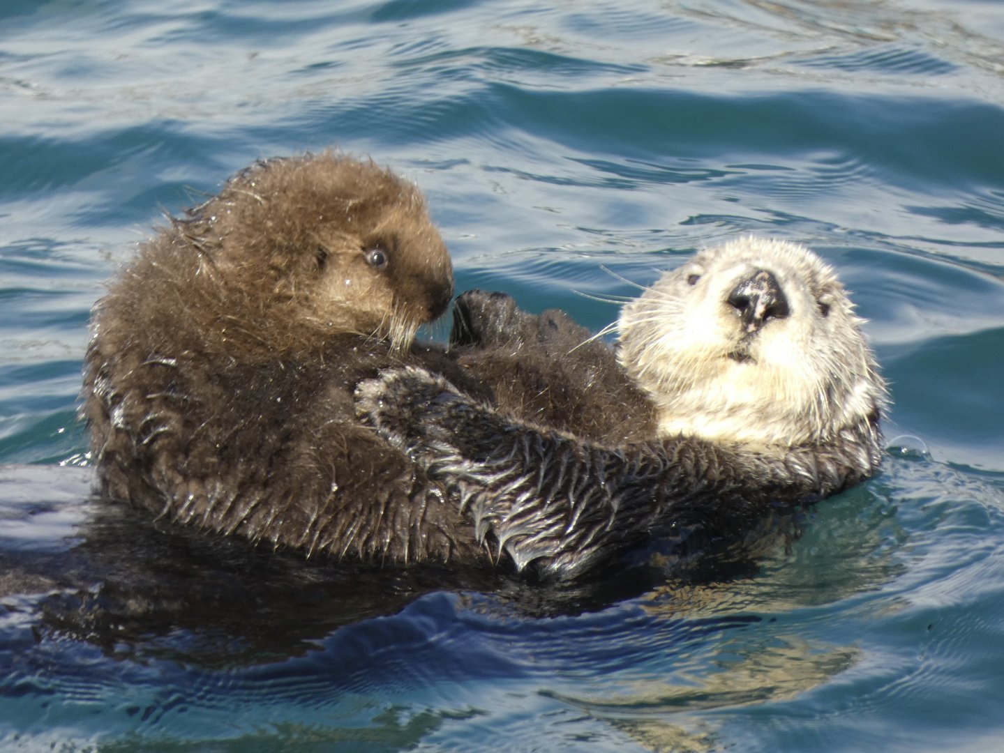 Southern sea otter and pup