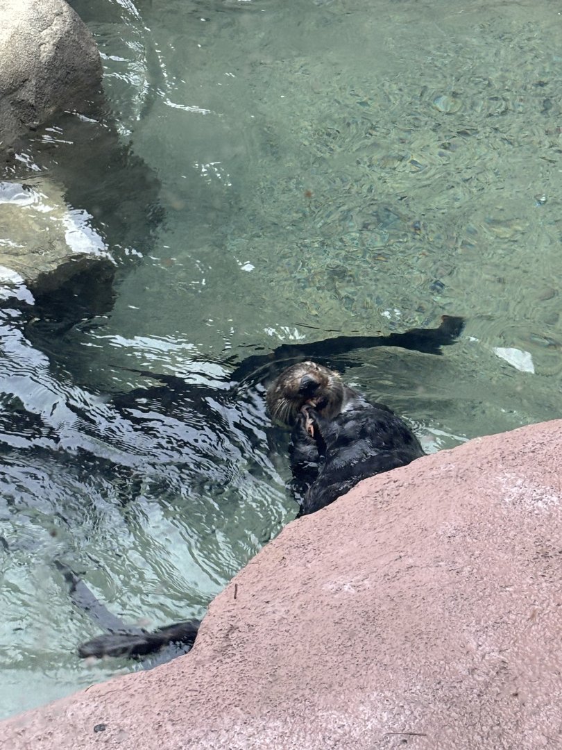 Southern Sea Otter (Chloe)