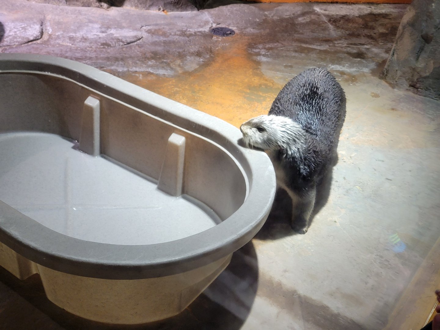 Southern Sea Otter(Enhydra lutris nereis) - december 2023