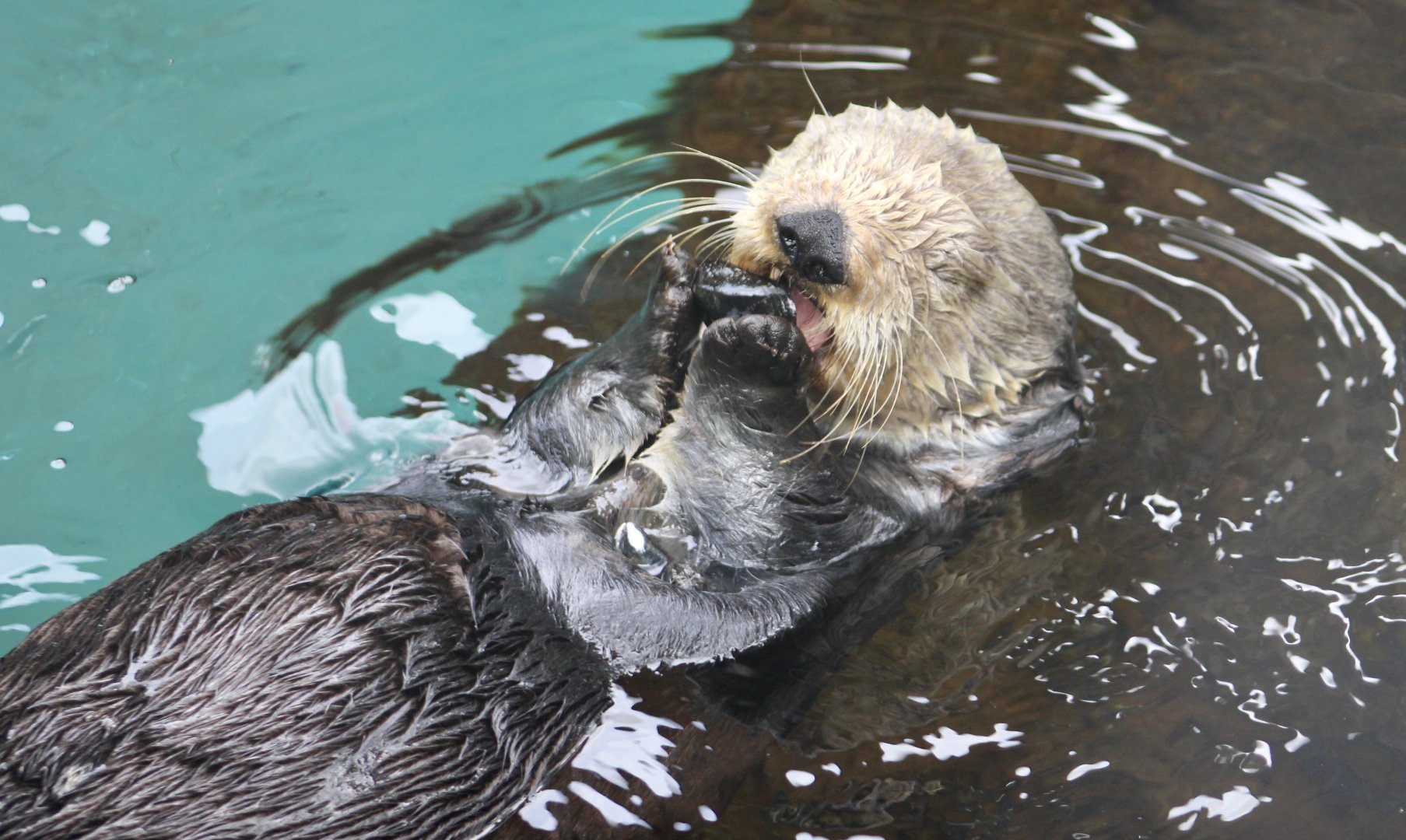 Southern Sea Otter (Enhydra lutris nereis) eating a mussel