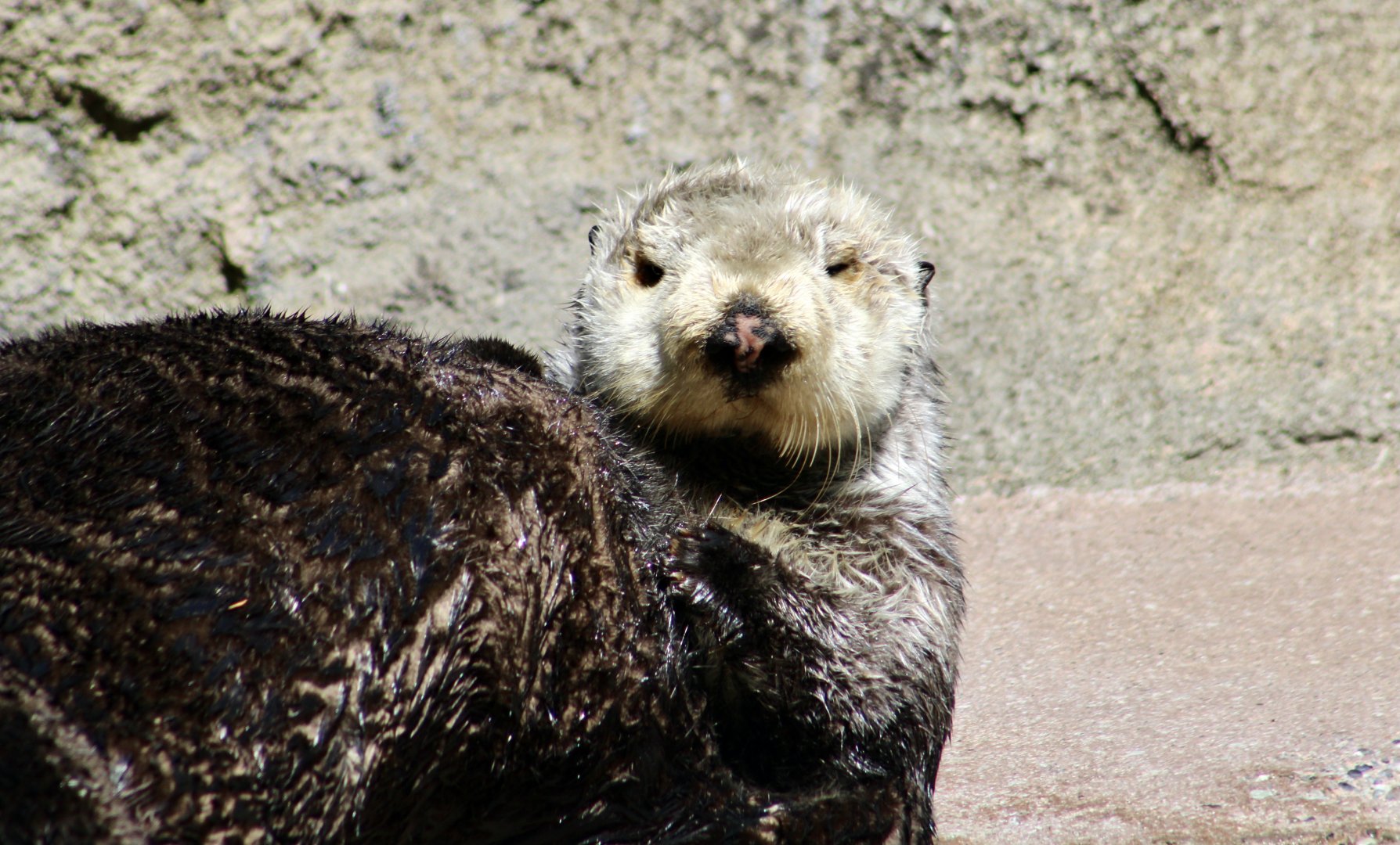 Southern Sea Otter (Enhydra lutris nereis) "Moea"