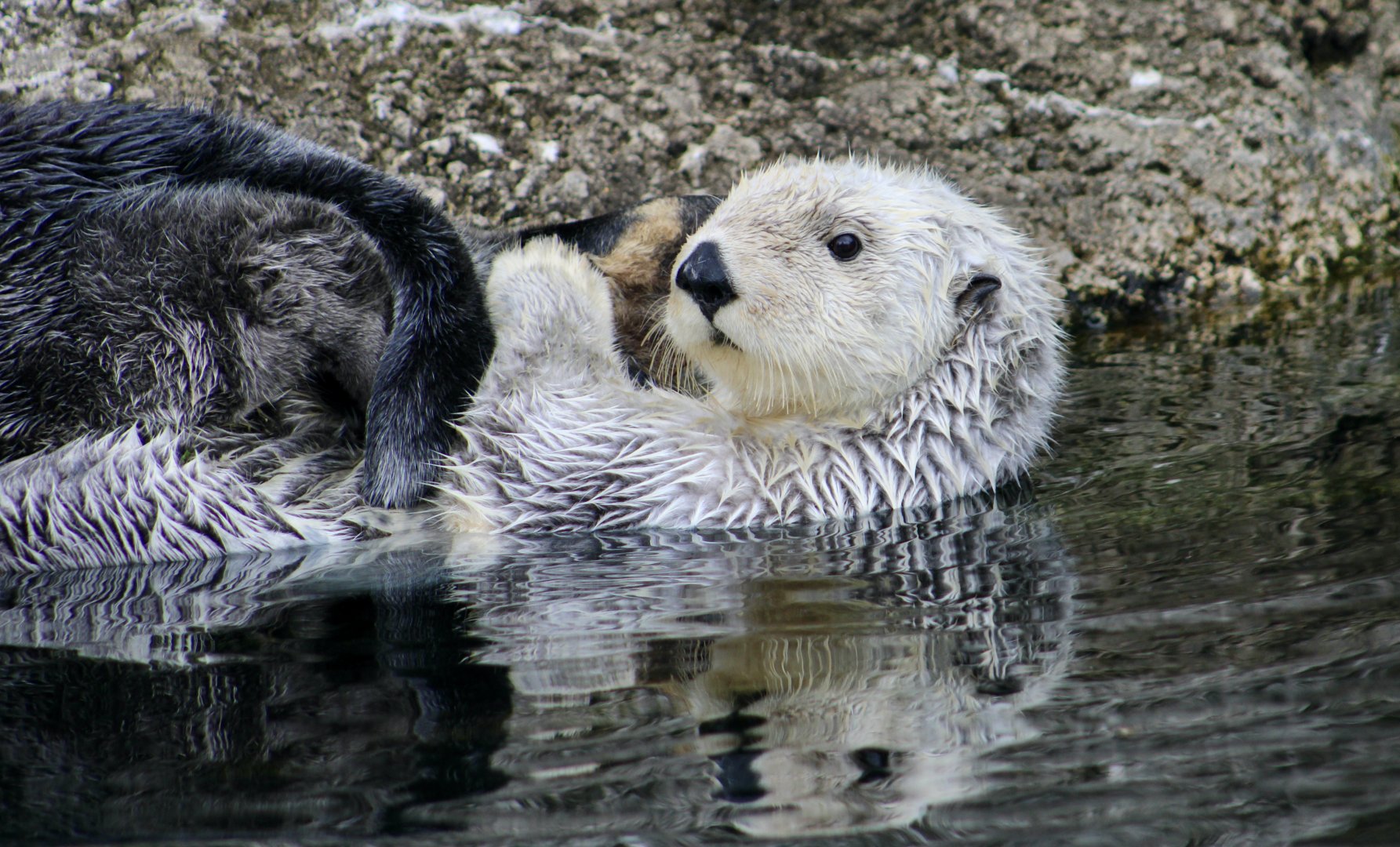 Southern Sea Otter (Enhydra lutris nereis) "Quint"