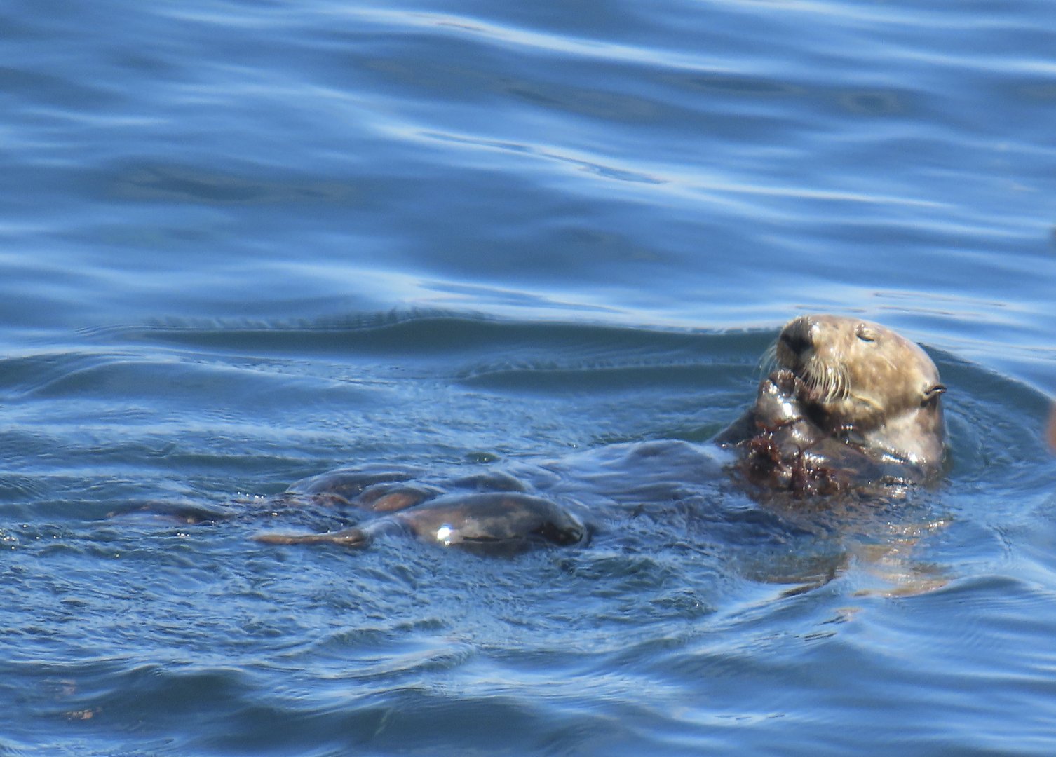 Southern Sea Otter (Enhydra lutris nereis)