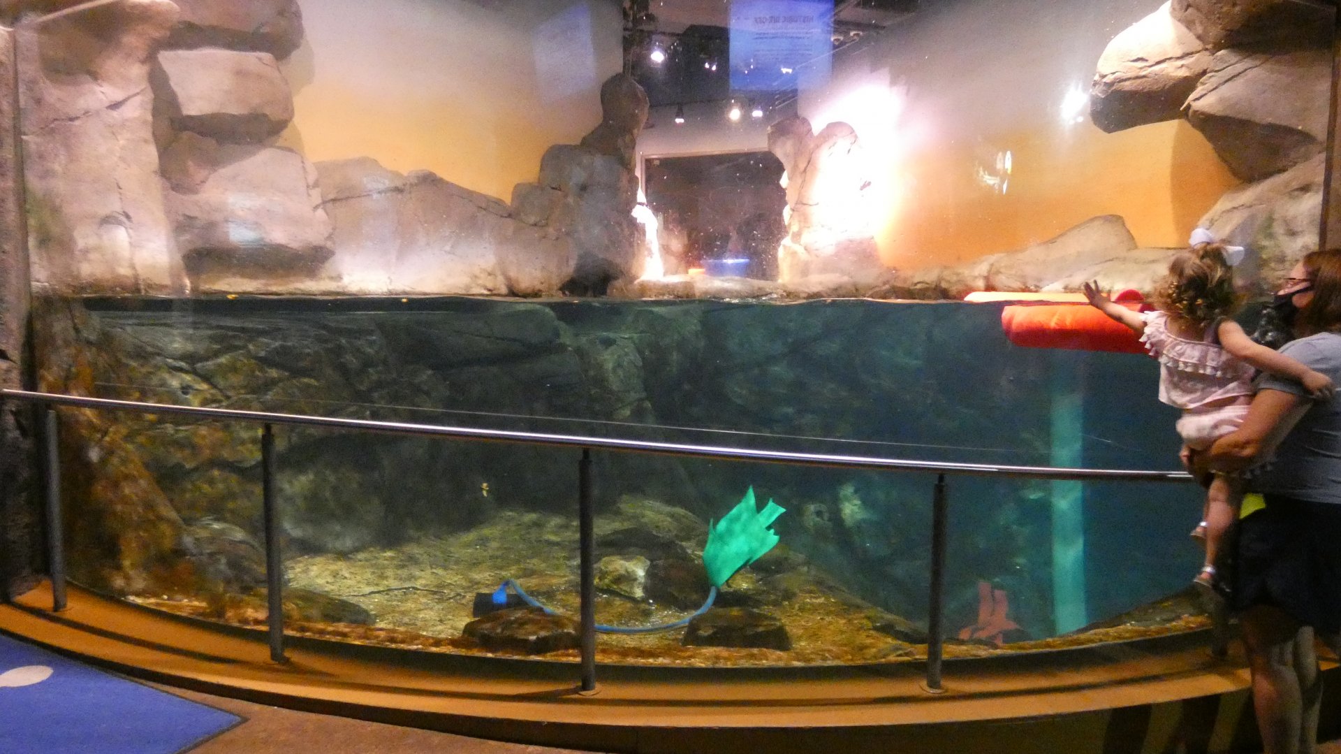 Southern Sea Otter Exhibit, Cold Water Quest - Aug. 2021