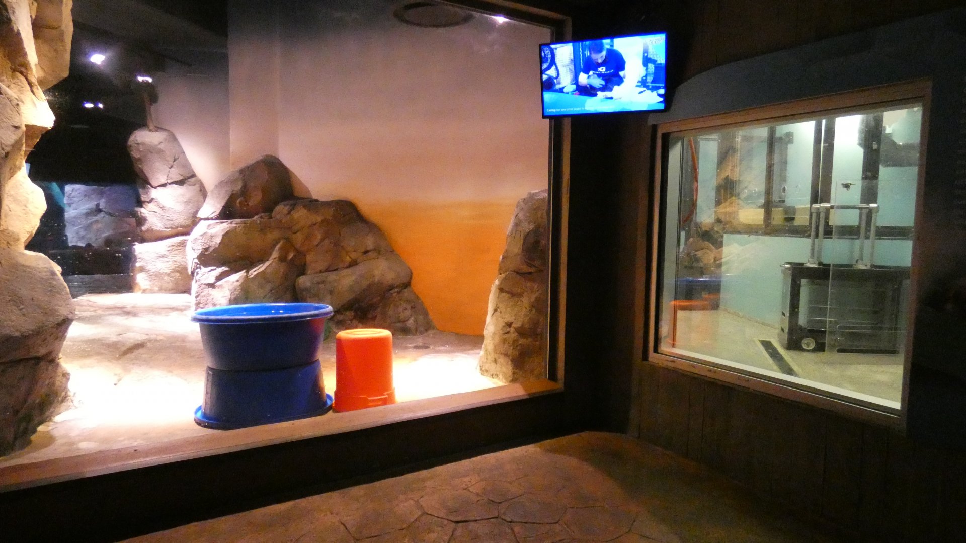 Southern Sea Otter Exhibit/Holding, Cold Water Quest - Aug. 2021